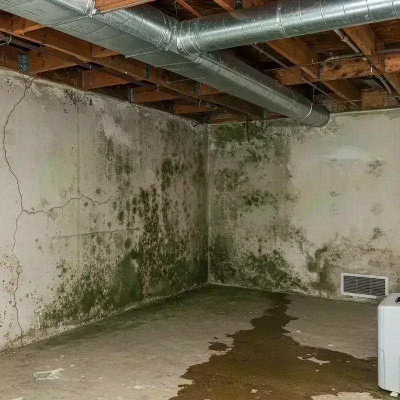 Professional Mold Removal in Warsaw, MO